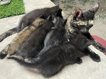 Мышыктар сатылат: Котята от трёхцветной кошки. Отдаю в хорошие и добрые руки🥹 маму — 1