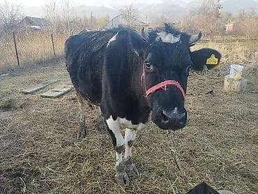 уй жаныбар: Сатам | Уй (ургаачы) | Сүт алуу үчүн | Жасалма уруктандырылган — 1