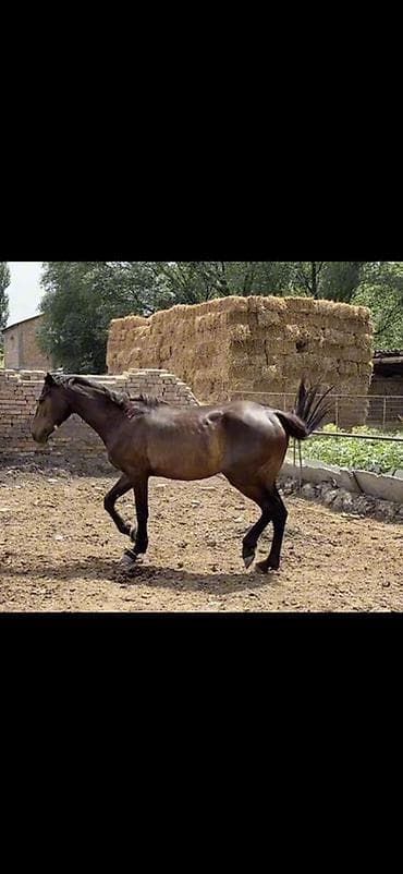 Животные: Продаю | Кобыла (самка) | Для разведения | Племенные — 4