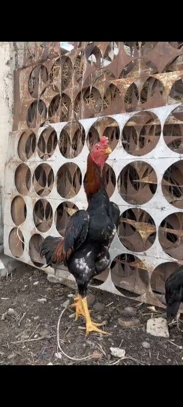 Продаю | Петух | Бойцовая | Для разведения