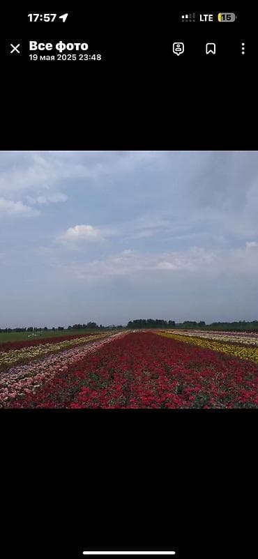 оптовик: Роза кочоттун турлору сатылат, оптом жана бирден да сатылат — 1