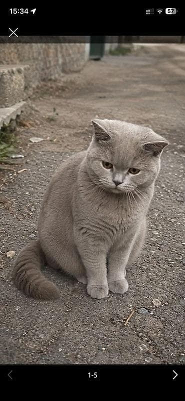 Мышыктар: Британская короткошёрстная кошка, окрас голубой (серый). - Плотный — 2