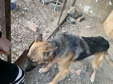 продаю собаки: Немецкая овчарка, классический чепрачный окрас (черный верх — 7