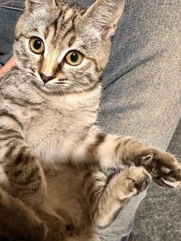 отдам кошку в хорошие руки: Пропала : Девочка, Шоколадный — 2