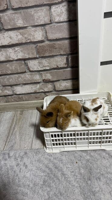 Шиншиллалар: Кролик с окрасом, сочетающим белый и светло-коричневый цвета. Обладает — 23