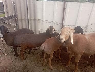 гуси линда: Продаю | Овца (самка) | Полукровка | Для разведения | Племенные — 6