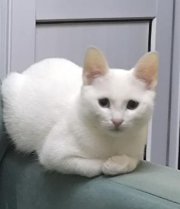 нужна кошка: 4 месяца, Мальчик — 2