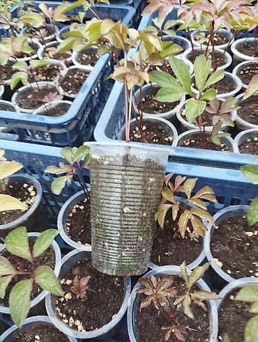 ала арча тапчан: Продам пионы однолетние — 2