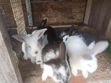 собачий рынок: Продаю | Крольчата | Для разведения | Племенные — 3
