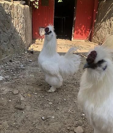 Продам китайский шелк куры петух