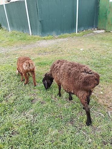 рыбы в кыргызстане: Продаю | Овца (самка) | Гиссарская | Для разведения | Матка — 8