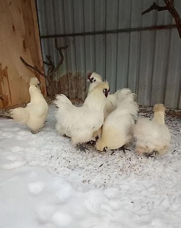 квочка квочку курук: Продаю | Куры, Петух — 3