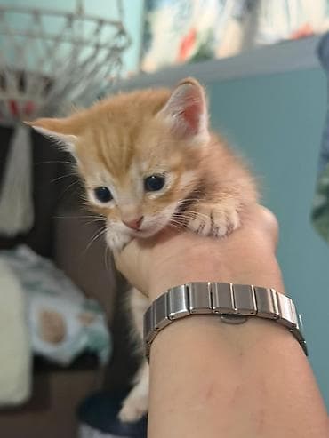 возьму котят: Котята даром только в добрые и ответственные руки с ненавязчивым — 2