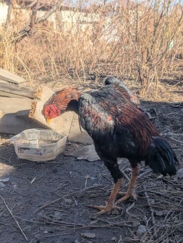 топоз алам: Сатам | Короздор — 3