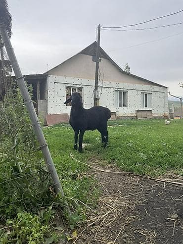 каби корим: Продаю | Ягненок, Баран (самец) | Арашан | Для разведения | Племенные, Осеменитель — 5