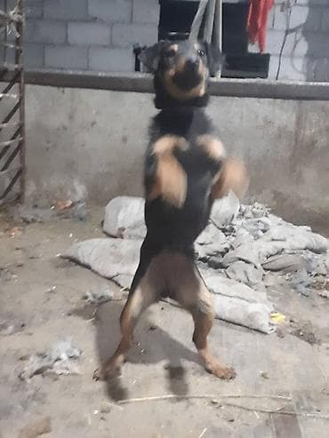 щенки дратхар: Продаю ягтарьер сука — 4