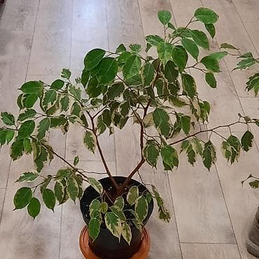 себе: Комнатные растения в декоративных горшках: 1) Шеффлера (Schefflera — 6