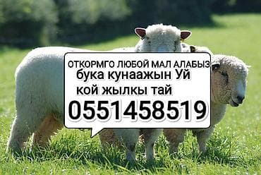 Услуги откорма сельскохозяйственных животных. - Принимаем на откорм