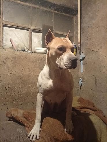 итер: Питбуль, 1 жаш, Ургаачы, Эмделген — 4