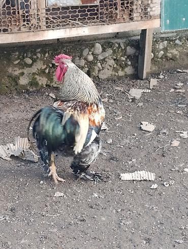 Другие животные: Продаю петушков 1 большой за 1500 сом те 3 молодые петушки по 1000 сом — 5