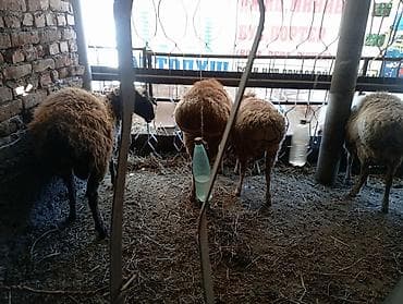 козу цена: Продаю | Баран (самец) | На забой — 3