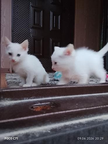котята 1 месяц: Котята, домашние Описание: - Милые короткошёрстные котята 1 помёта — 5