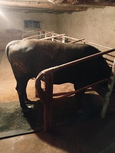 куры бойцовские: Продаю | Бык (самец) | На откорм | Племенные — 7