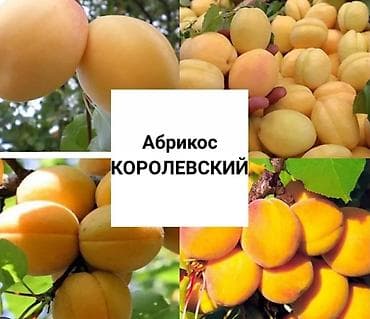 Абрикосы Королевский, Оптом at lalafo.kg Абрикосы Королевский, Оптом