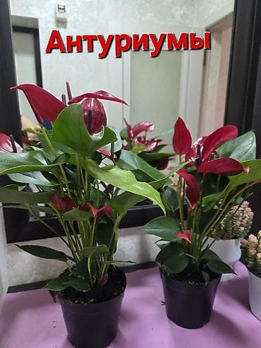 повторяющий кактус: Хавортия и кактусы — суккуленты для дома и офиса - Хавортия по 350 с — 9