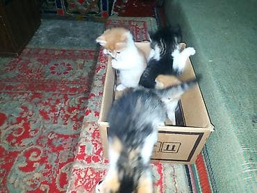 Продажа кошек: Котята от домашней кошки - Помёт из нескольких котят: окрасы рыжий с — 4