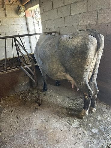 каро: Продаю | Корова (самка) | Для молока | После отела — 7