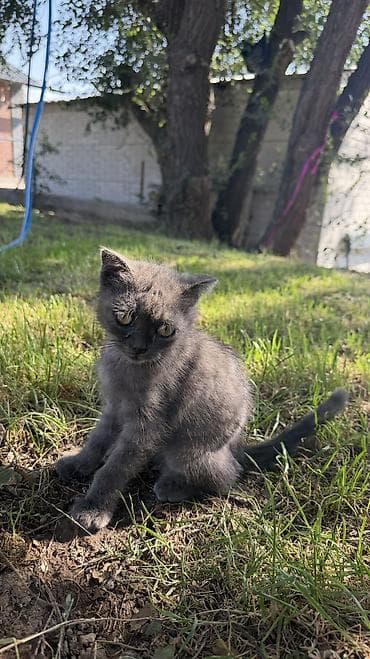 Отдам в хорошие руки котенка🥰 Котёнок серого окраса - Возраст
