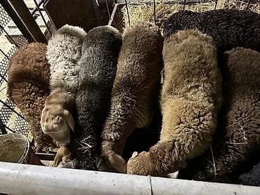 Животные: Продаю | Ягненок | Для разведения | Племенные — 3