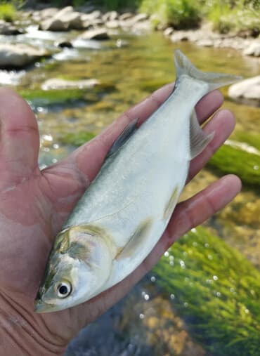 аквариум балыгы: Свежий — 2