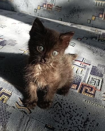 Кошка даром: Беспородная, 1 месяц, Девочка, Приучена к лотку at lalafo.kg Кошка даром: Беспородная, 1 месяц, Девочка, Приучена к лотку