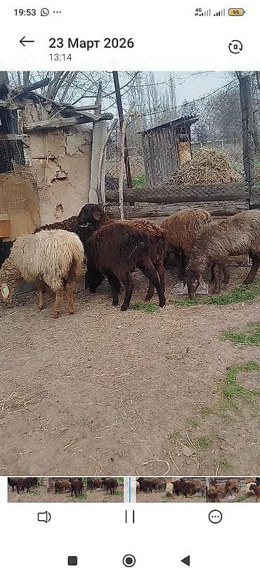 овец: Продаю | Ягненок | Полукровка | Для разведения | Племенные — 2