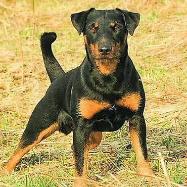 продажа щенков немецкой овчарки с документами в бишкеке: Ягдтерьер, 2 года, Самец — 2