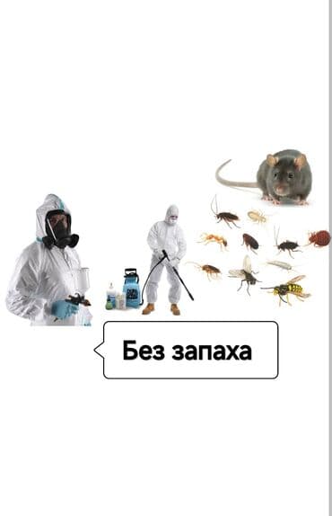 уничтожение клоп блох: Дезинфекция, дезинсекция, | Клопы, Блохи, Тараканы, | Транспорт, Офисы, Квартиры at lalafo.kg — 1 уничтожение клоп блох: Дезинфекция, дезинсекция, | Клопы, Блохи, Тараканы, | Транспорт, Офисы, Квартиры — 1