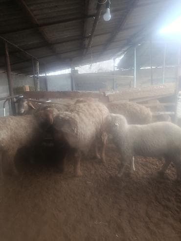 кошара красная речка: Продаю | Баран (самец) | Гиссарская — 3