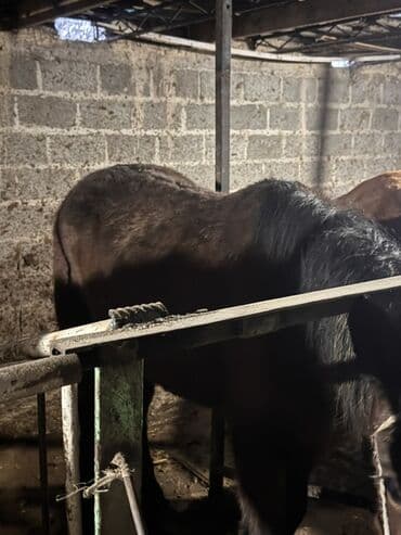 Продаю | Кобыла (самка) | Для разведения