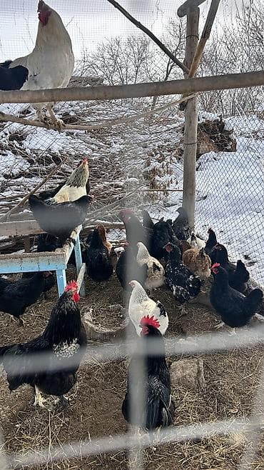 куры гриз бар: Продаю | Петух | Для разведения — 4