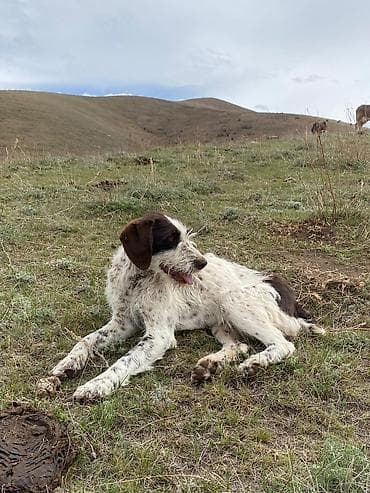 собака из приюта: Дратхаар, 1 год, Самка, С прививкой — 4