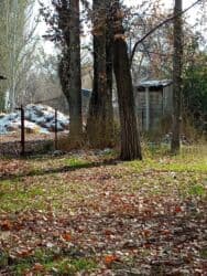 семена грецкого ореха: Дрова Карагач, Самовывоз — 2