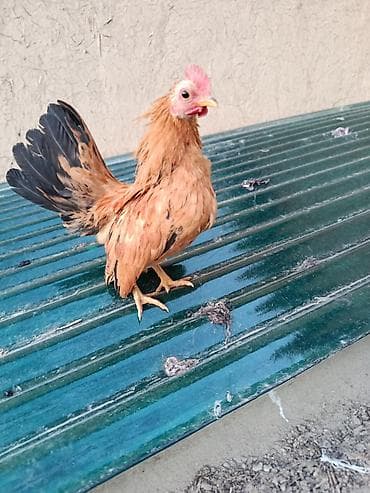 коровы животные: Сатылат серама короздор цена 2000 за штук — 2