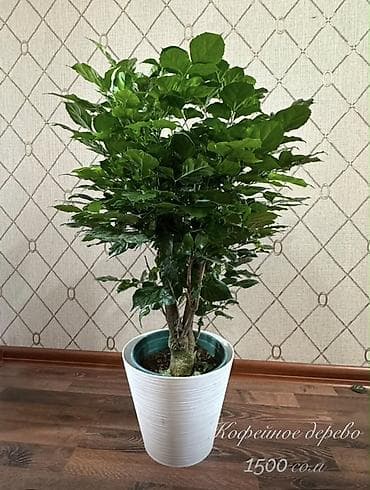 Кофейное дерево (Coffea arabica) в декоративном горшке. - Пышная
