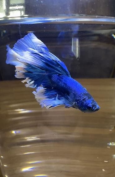 декоративные рыбы: Бойцовые рыбки (Betta splendens), декоративные самцы с роскошными — 1
