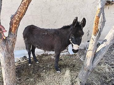 Осёл (мини/молодая,ю темно‑коричневый) - Порода/тип: домашний осёл at lalafo.kg Осёл (мини/молодая,ю темно‑коричневый) - Порода/тип: домашний осёл