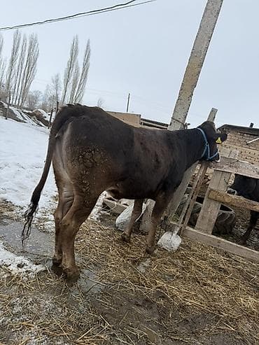 собаки щпиц: Продаю | Бык (самец) | На откорм | Привязанные — 5