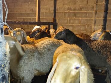 товары для кошек: Продаю | Баран (самец) | Гиссарская, Арашан | На забой — 5