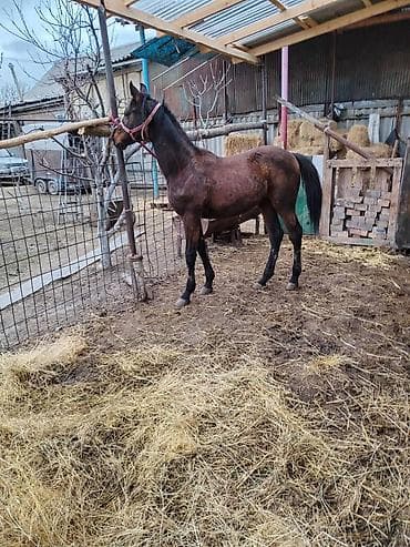 козел для случки: Продаю | Жеребенок | Для разведения — 3